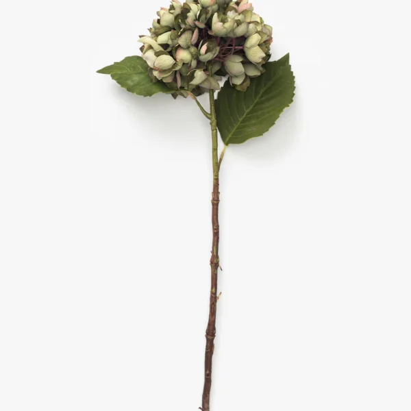 Green Hydrangea Stem