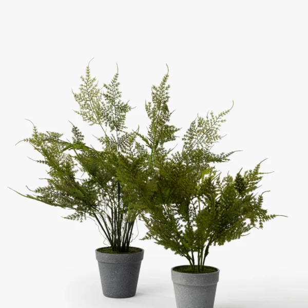 Plumosa Fern Drop-In