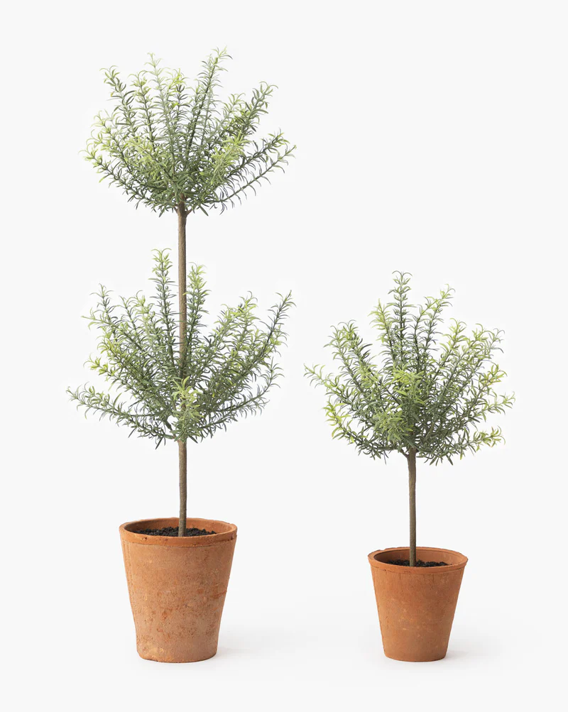 Potted Faux Rosemary Topiary